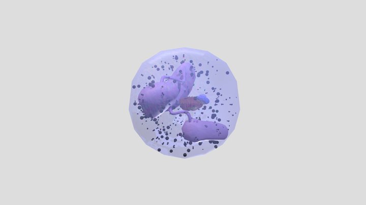 Neutrofil 3D Model