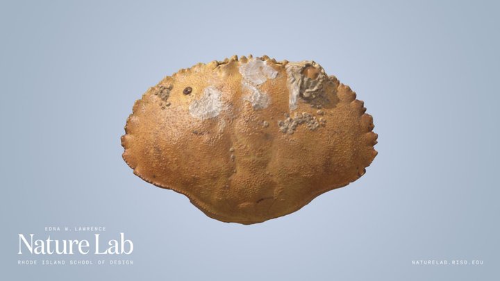 Crab Shell