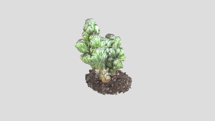 Cactus 3D Model