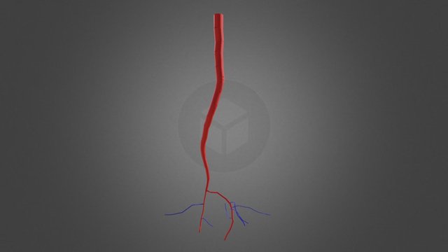 Root-system 3D models - Sketchfab