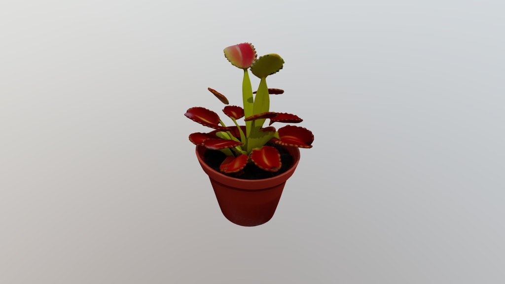 Dionaea muscipula-Venus flytrap