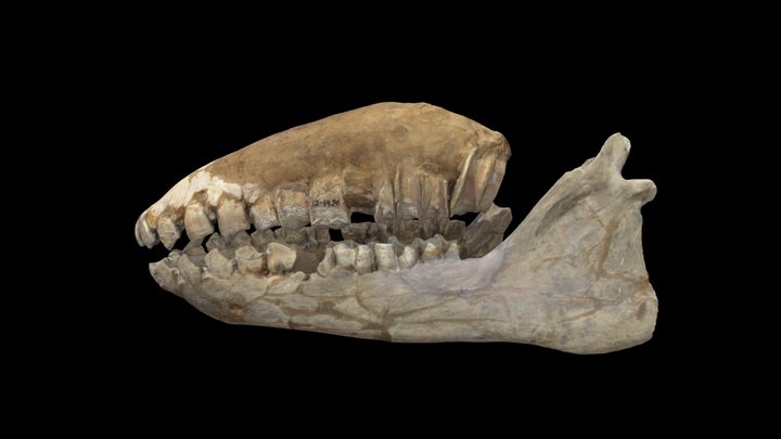 Fragmento de cráneo y mandíbula MLP 12-142 3D Model