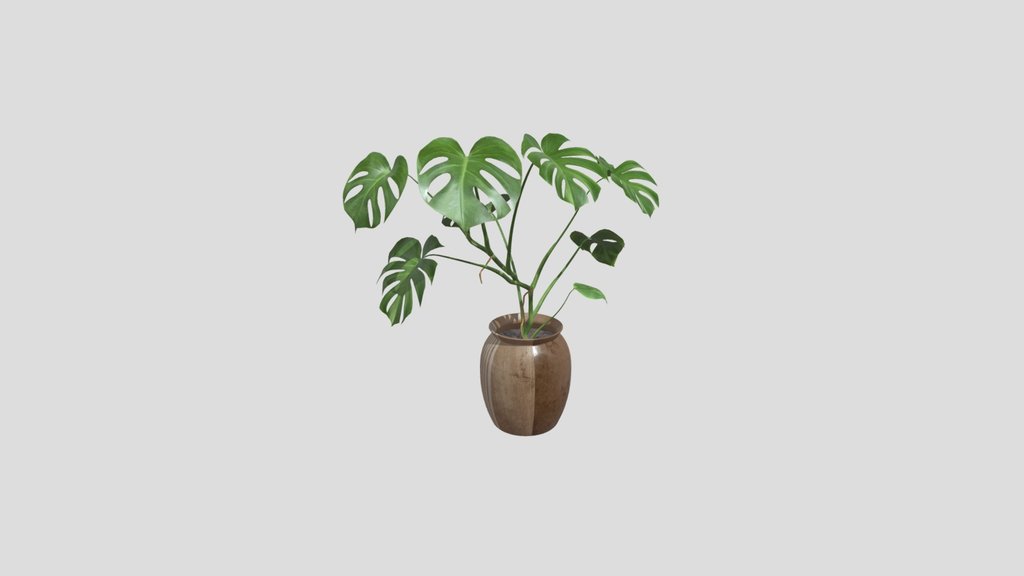 Small Monstera