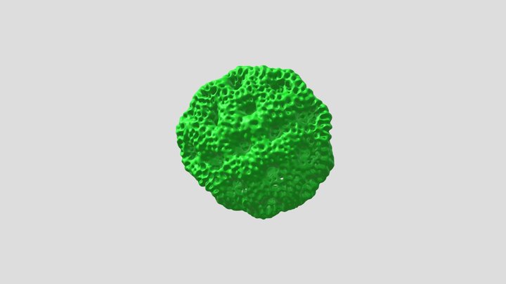 White campion (Silene alba) pollen grain 3D Model