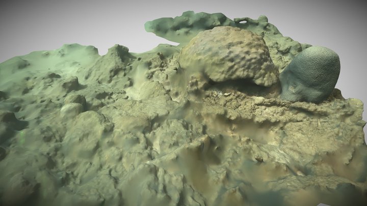 CORAL OF PULAU ULAR 3D Model