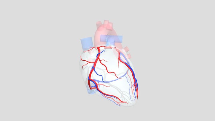 Coronary Artery System 3D Model