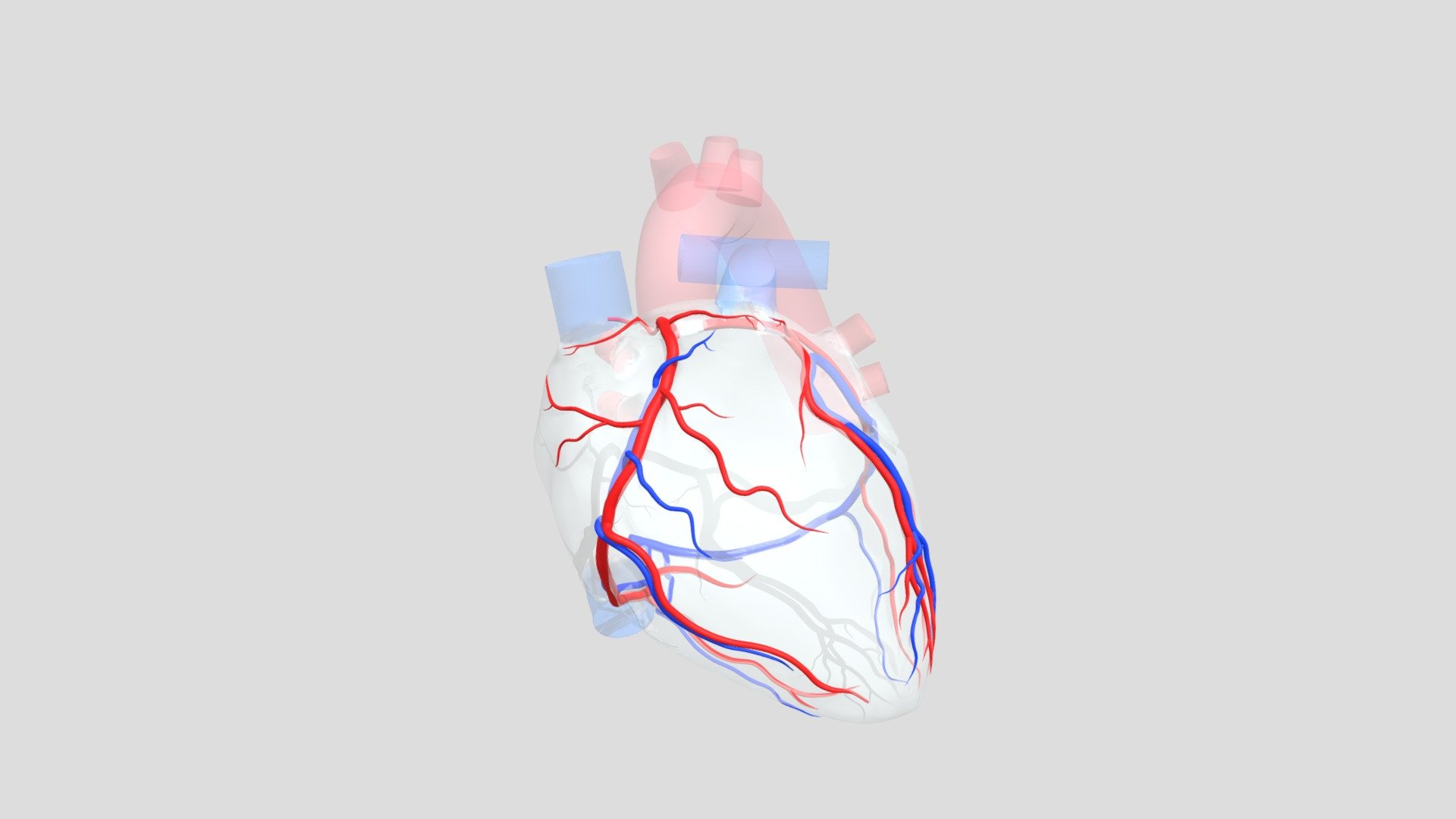 Coronary Artery System - 3D model by jettanutbright [c0371fc] - Sketchfab