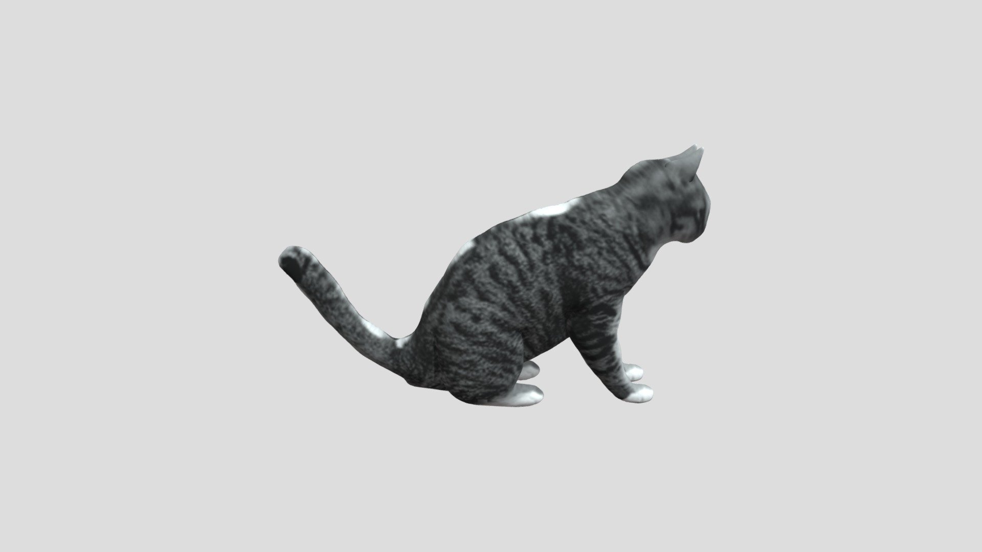 貓