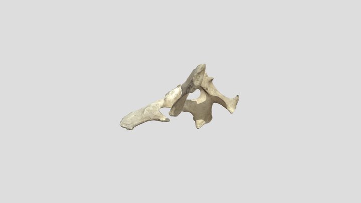 3D MODEL OF PELVIS OF COW 3D Model