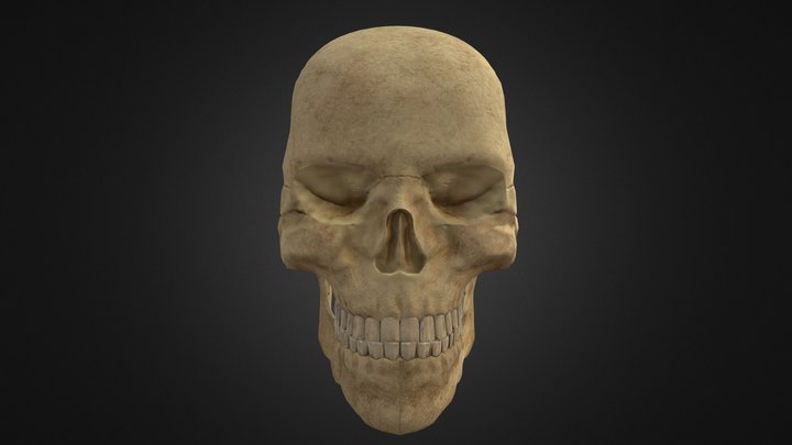 Skull Anatomy 3D Model
