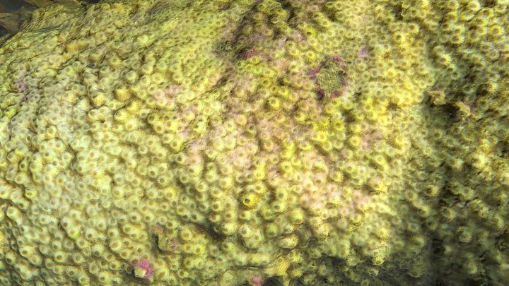 Coral, probably overheated – Free 3D Model STL