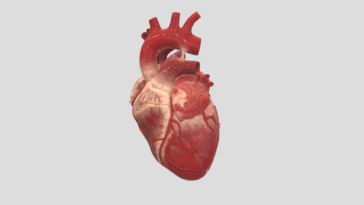 Realistic Human Heart 3D Model