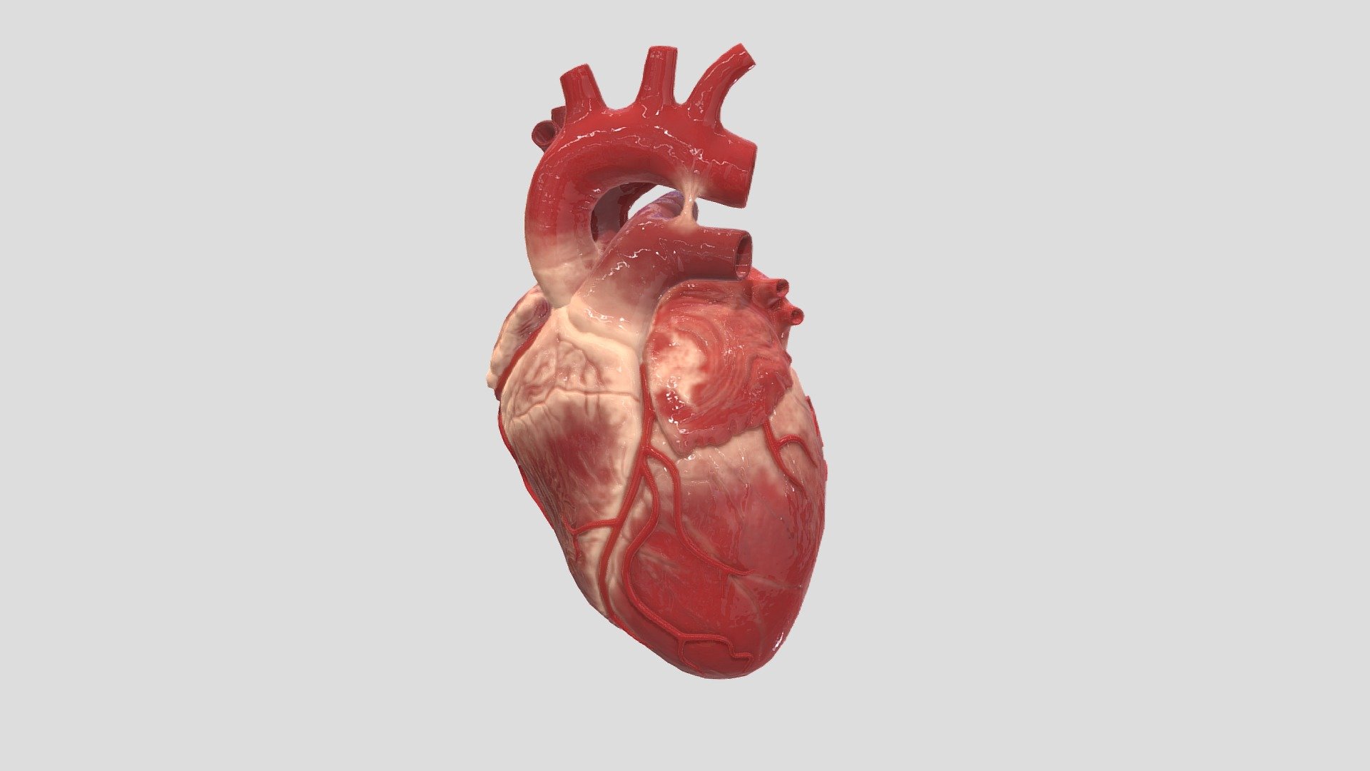 Realistic Human Heart 3D model by Cauê Oliveira (caueoliveira