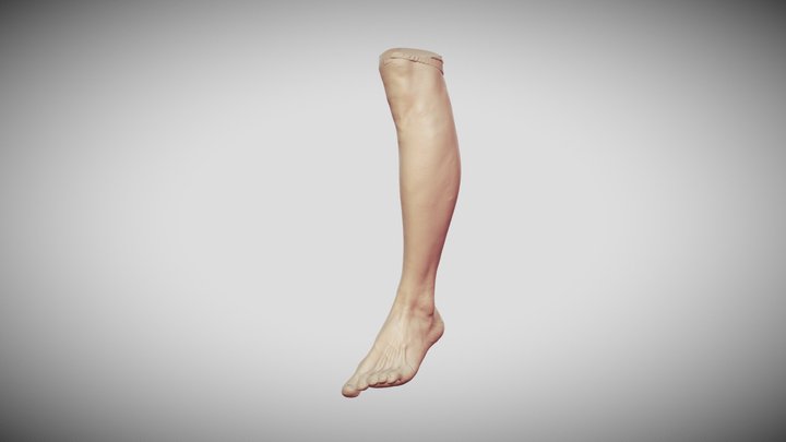 Leg foot 3D Model
