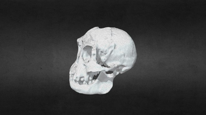 H Floriensis Mesh 3D Model