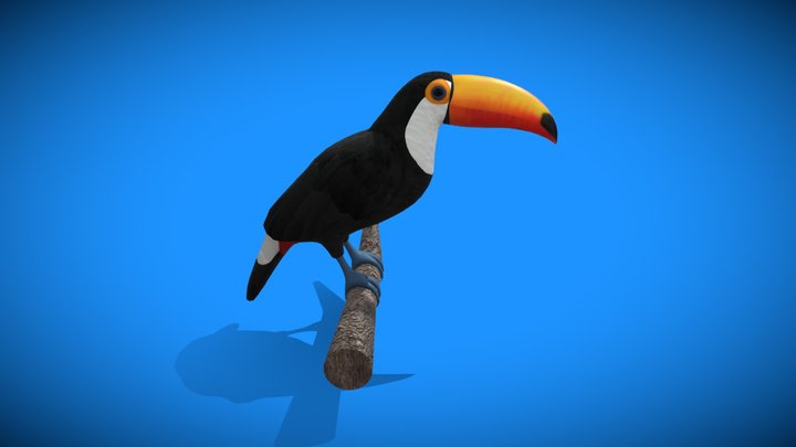 Toucan 3D Model