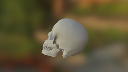 骷髅 3D Model