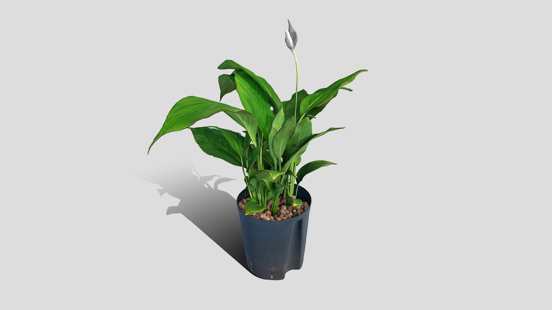 3D model 000030_Spathiphyllum - This is a 3D model of the 000030_Spathiphyllum. The 3D model is about a plant in a pot.