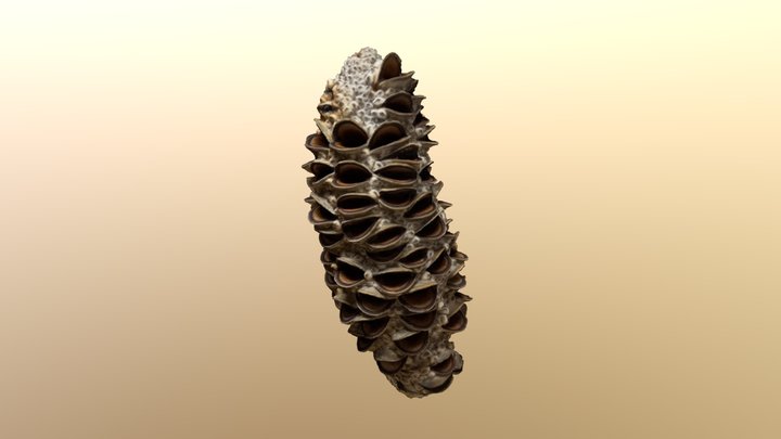 Banksia Seed pod 3D Model