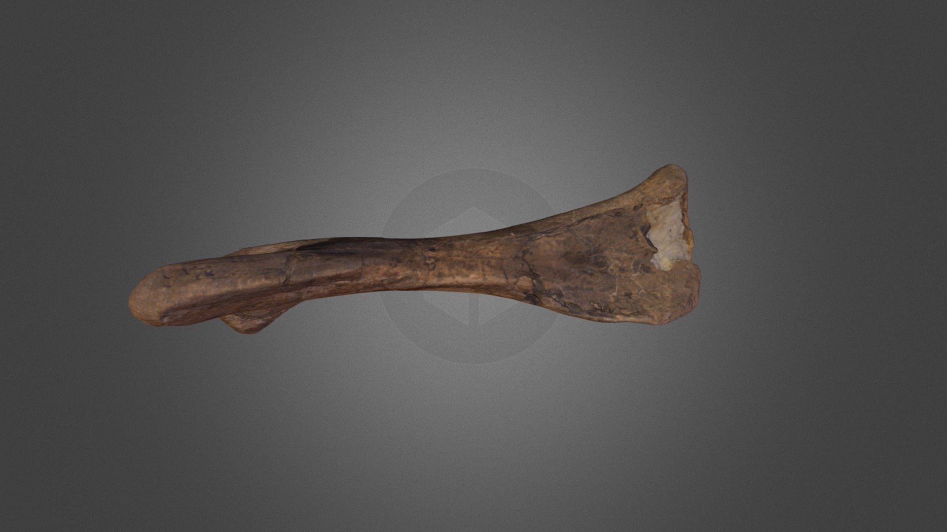 Juvenile Edmontosaurus Annectens Right Tibia 