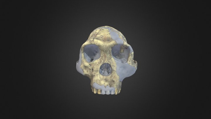 Homo habilis cranium – Free 3D Model STL