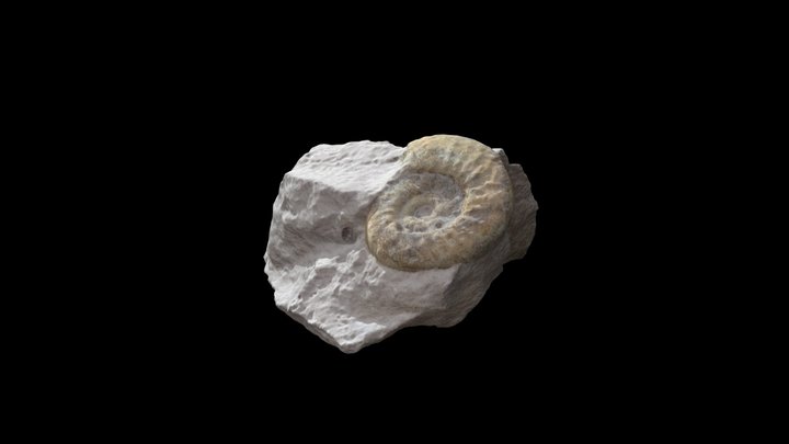 Ammonite Fossil Rock 3D Model