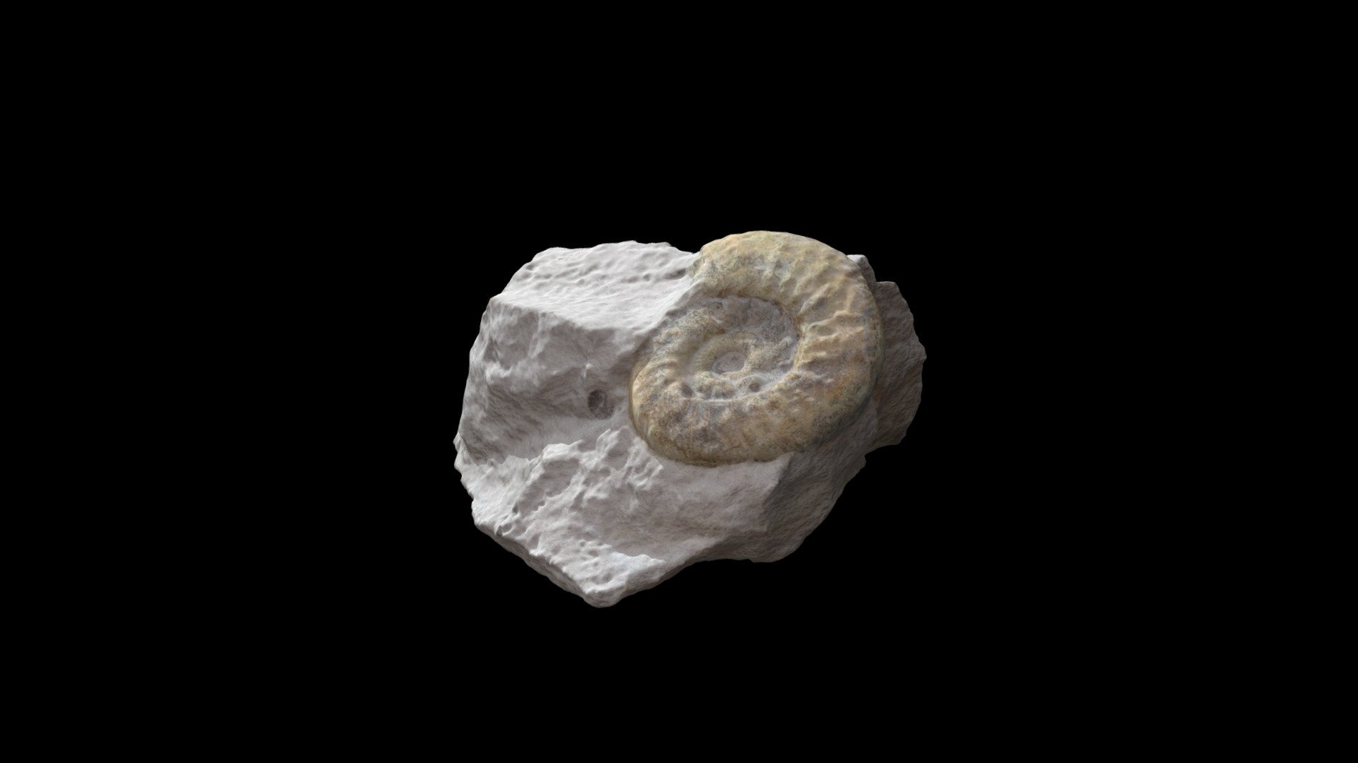 Ammonite Fossil Rock