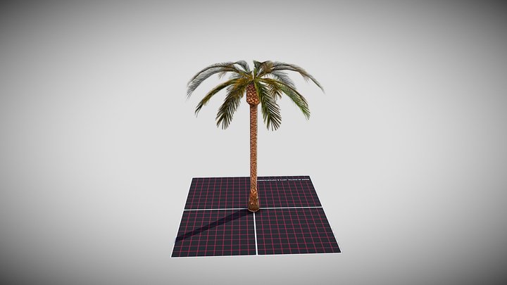 Palm Tree 3 3D Model