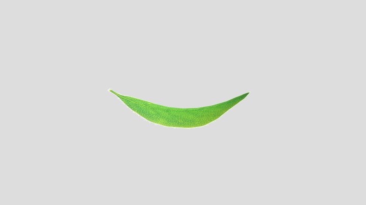 Foglia Leaf 3D Model