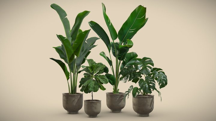 Indoor Plants Pack 23 3D Model