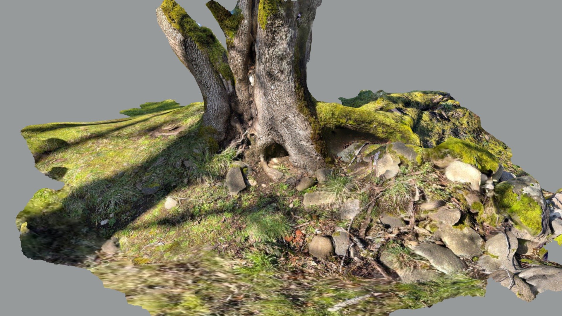 J. Tree1 - Lidar Scan1