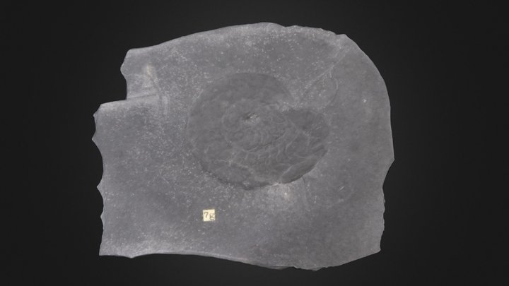 Cephalopod: Tornoceras uniangulare (PRI 55004) – Modelo 3D gratuito STL