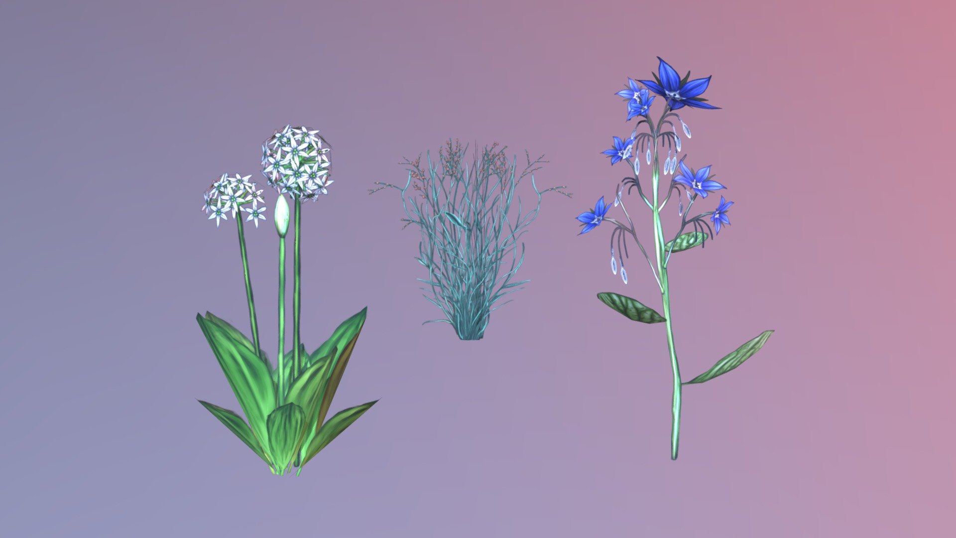 Wild garlic, bulrush, borage - medicinal plants