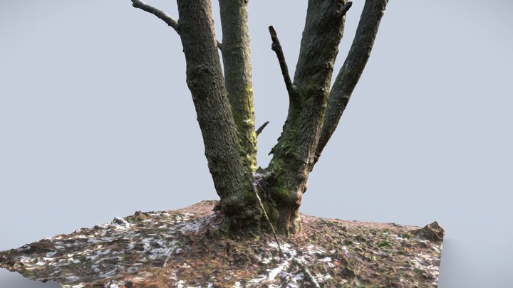 Free 3D winter tree scan 3D Model