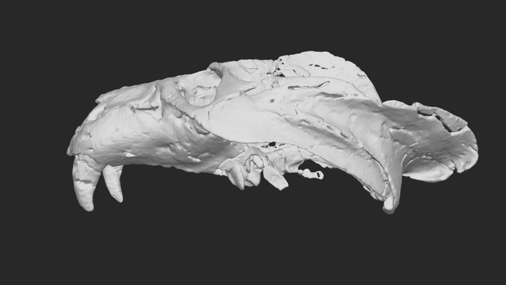 Siriusgnathus niemeyerorum 3D Model