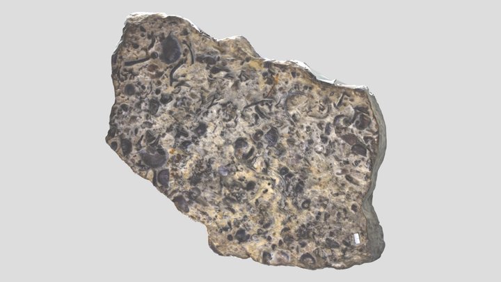 SL52 - many wonderful specimens 3D Model