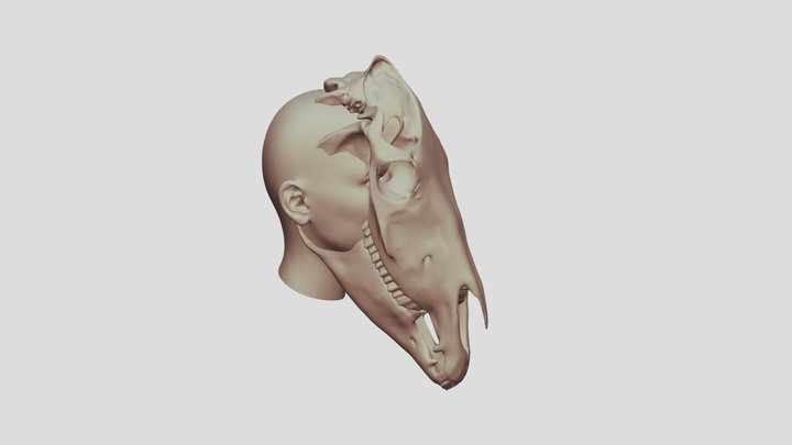 Why the long face? 3D Model