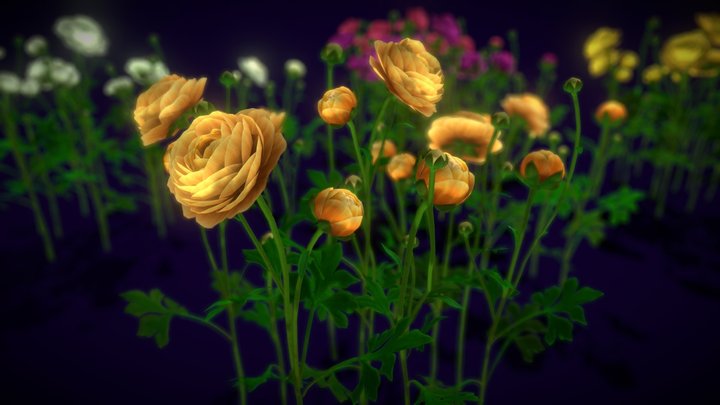 Flower Ranunculus 3D Model