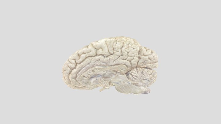 DIENCÉFALO - COMPLETO 3D Model