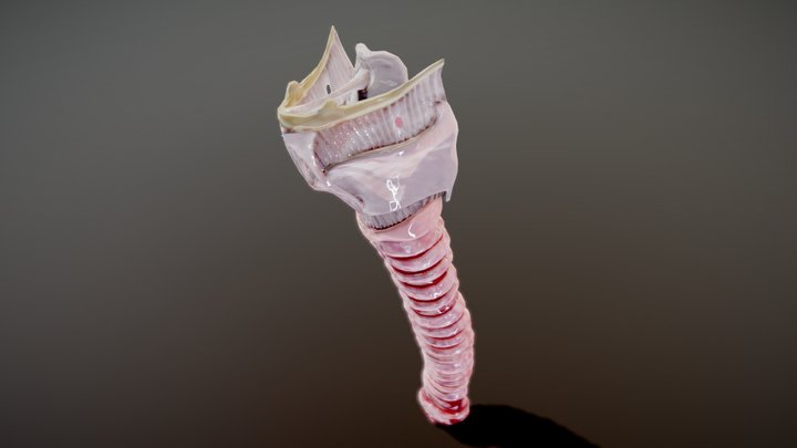3D Larynx Anatomy 3D Model
