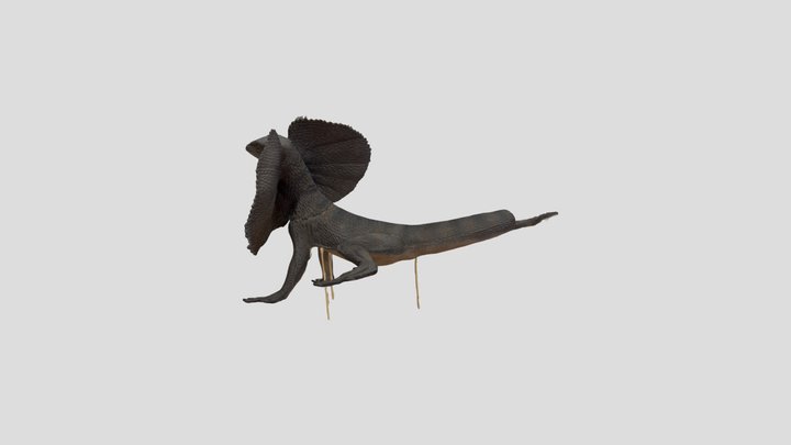 エリマキトカゲ模型 – Gratis 3D-model STL
