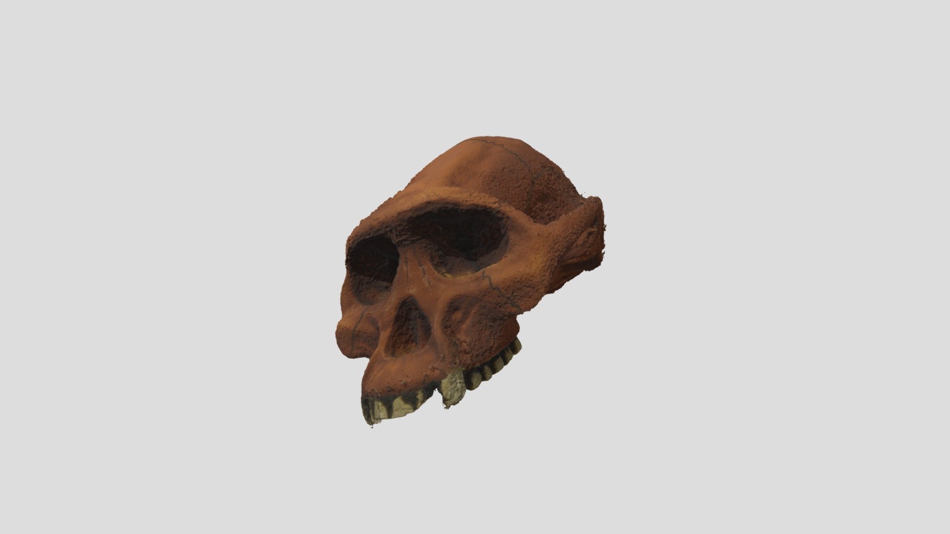 Skull A