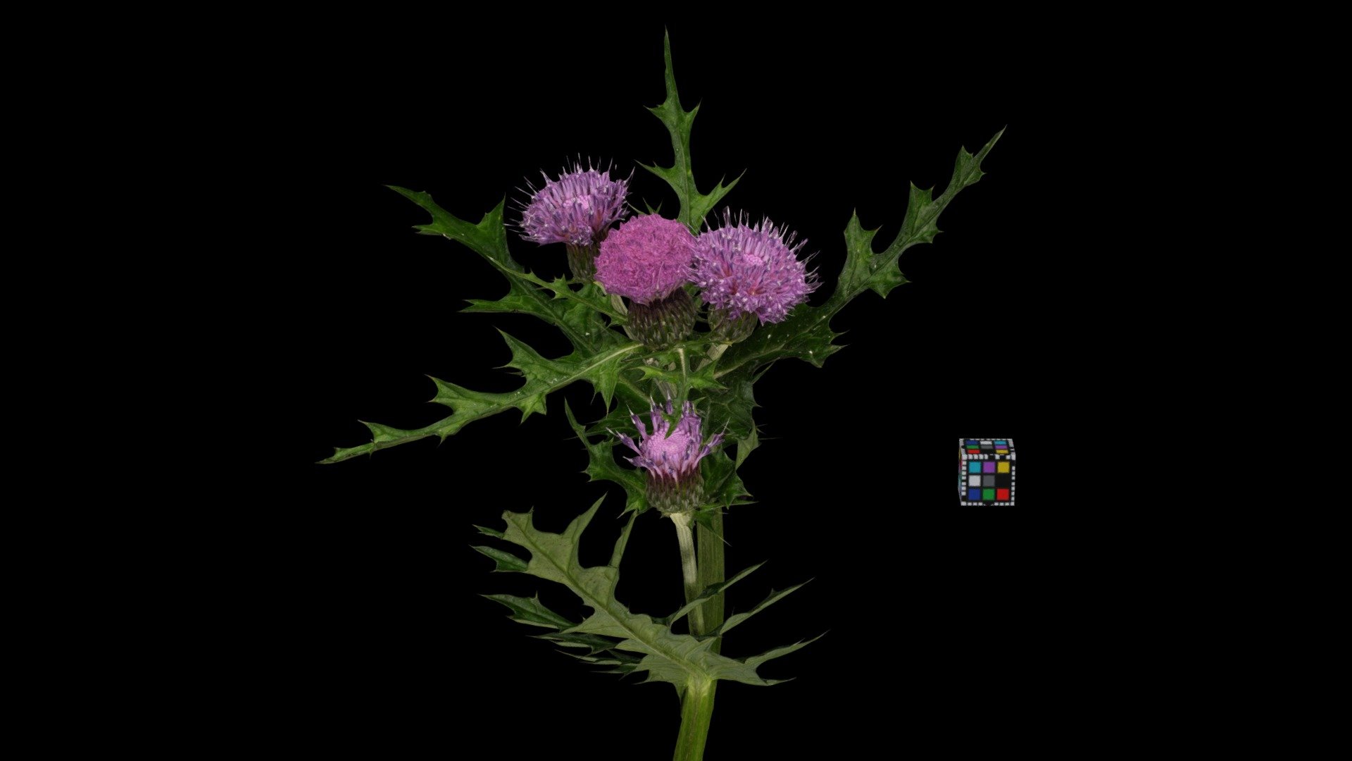 ノアザミ Japanese Thistle, Cirsium japonicum - Download Free 3D 