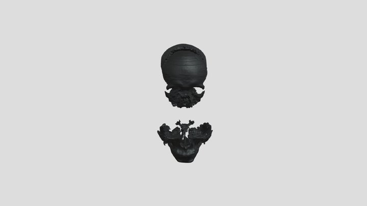 Pocketomy3D Data Skull Facial Bones Set Male 3D Model