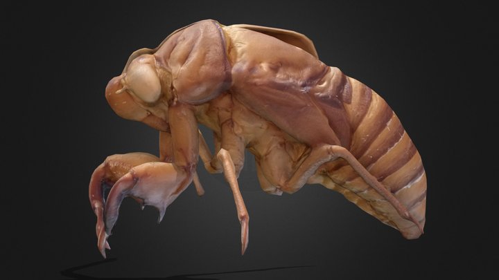 remnants of a cicada 3D Model