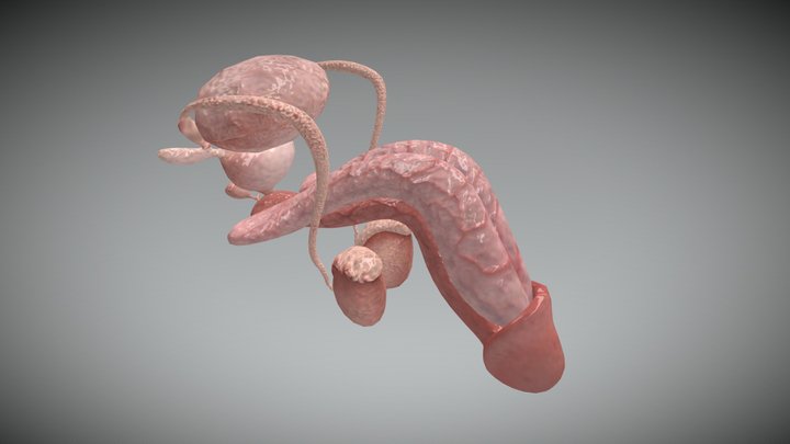 Male Reproductive System - A 3D model collection by UoB_Anatomy - Sketchfab
