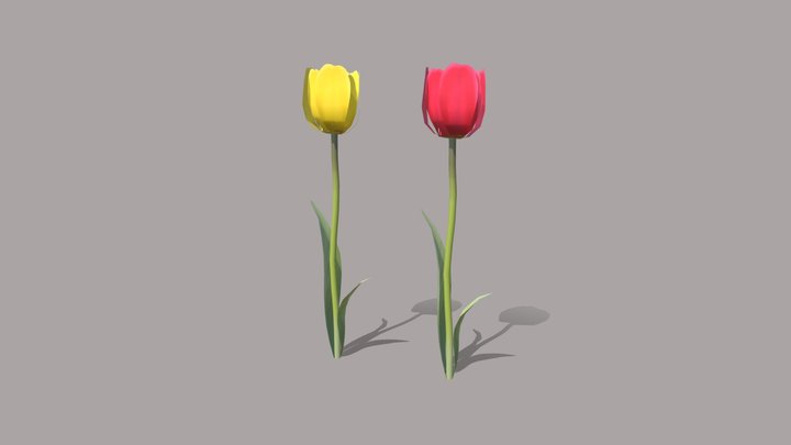 tulip 3D Model