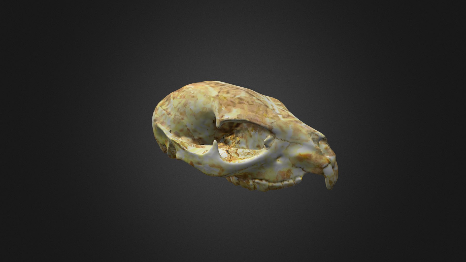 Procavia Caprnsis