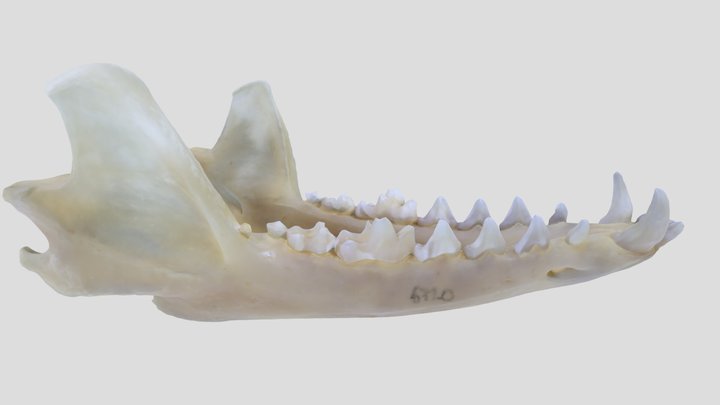 UWYMV:Mamm:6720, U. cinereoargenteus, Mandible – Kostenloses 3D-Modell STL