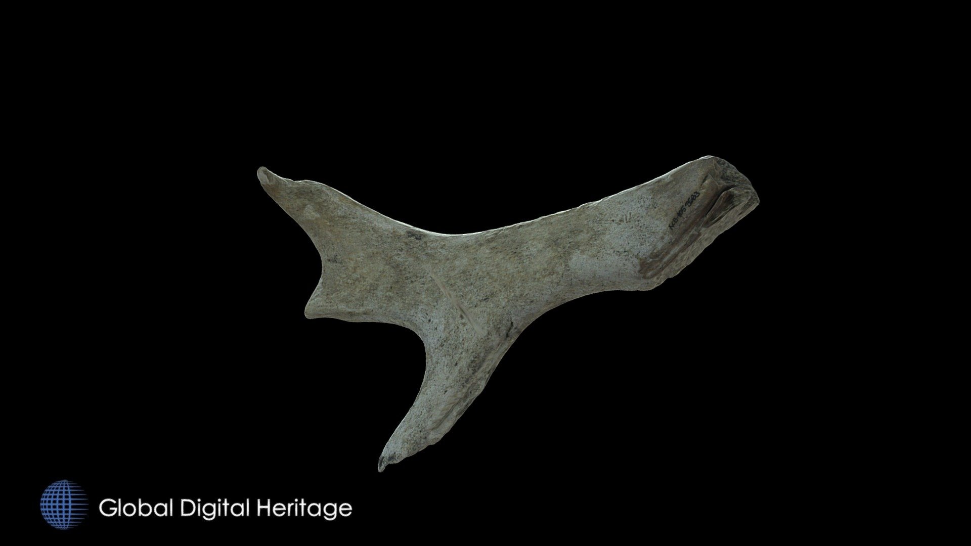 Cut and Modified Caribou Antler, XCB-105-3683
